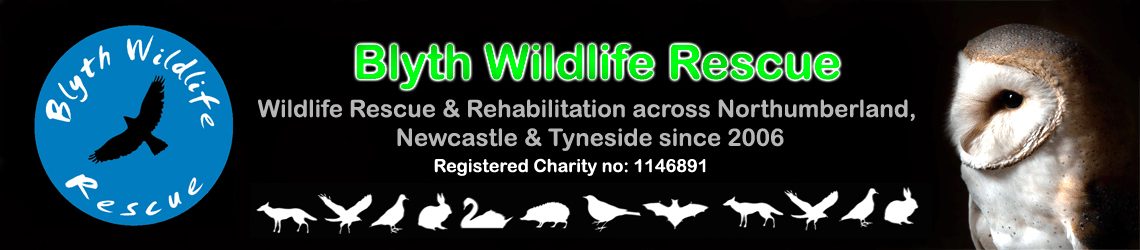 Blyth Wildlife Rescue