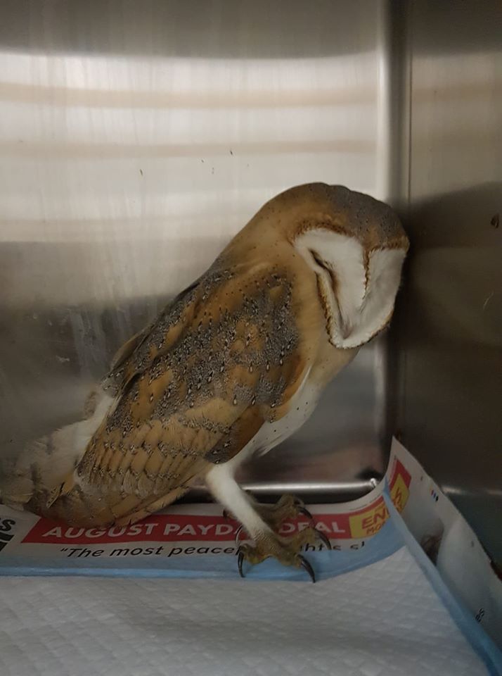 Barn Owl in hospital cage