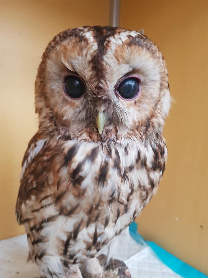 Tawny Owl Fledgling